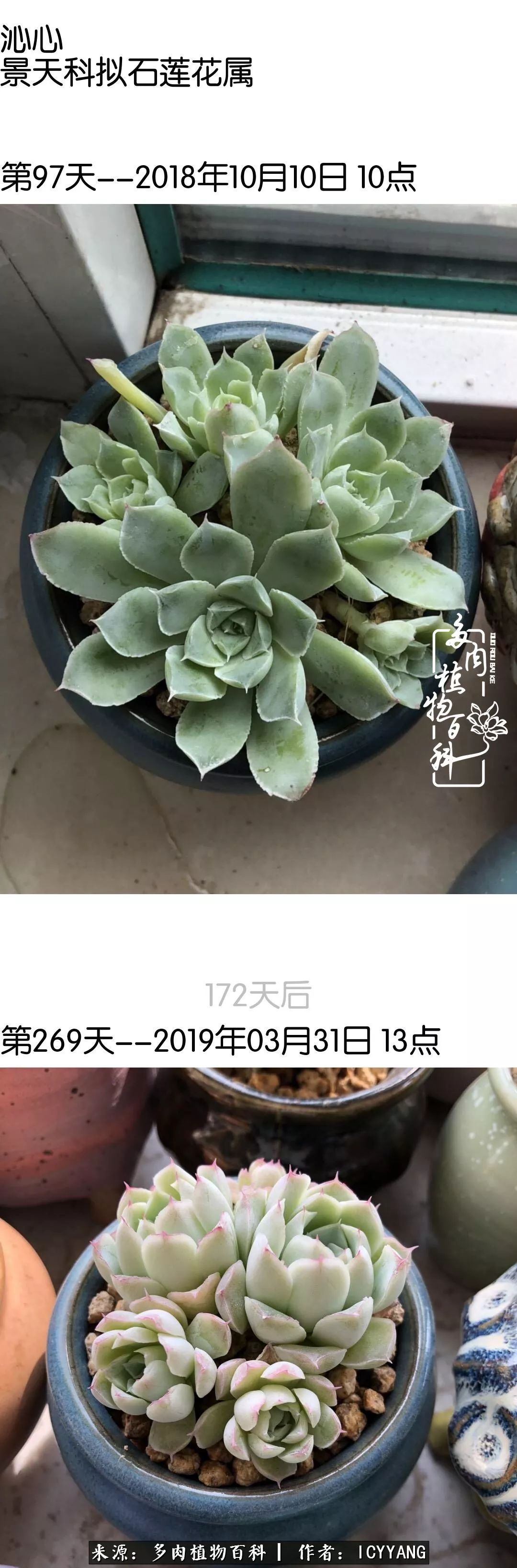 室内阳台多肉的养护方法,景天多肉养护