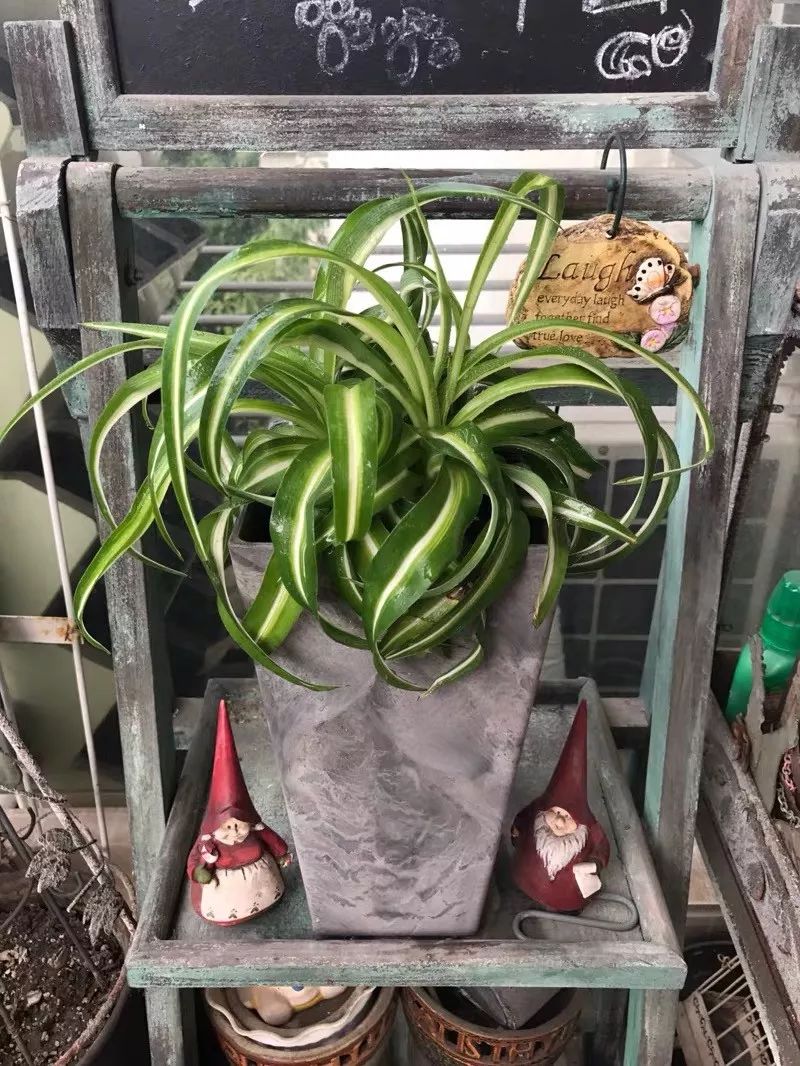 养花公认最美4种花满屋飘香,公认最好养的五种花