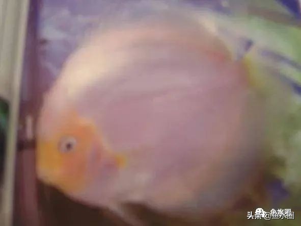 七彩神仙品系图谱,七彩神仙全系品种介绍