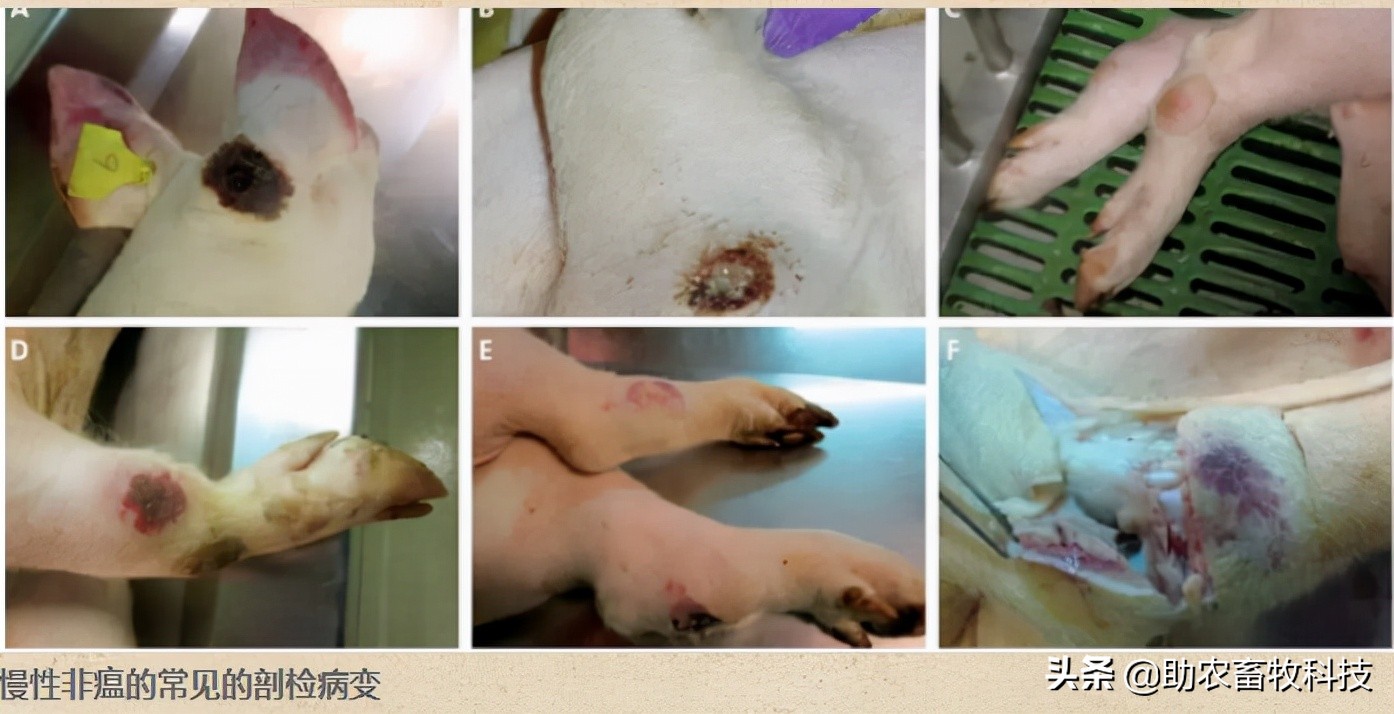 是什么原因引起非瘟,怎么消灭非瘟最有效的方法