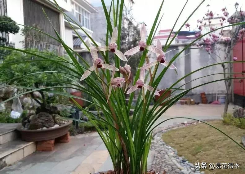 兰花春兰四大名品,兰花十大名品是哪些