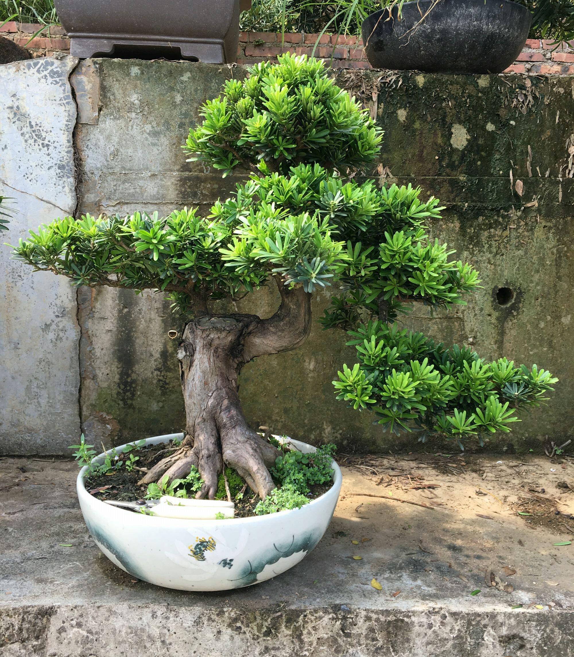 罗汉松盆景的造型与养护技巧,罗汉松盆景养护管理要点有哪些