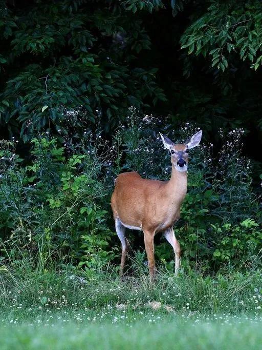 只闻过英国梨，你闻过法国伏茄梨？——玛帝尔德浪漫果香