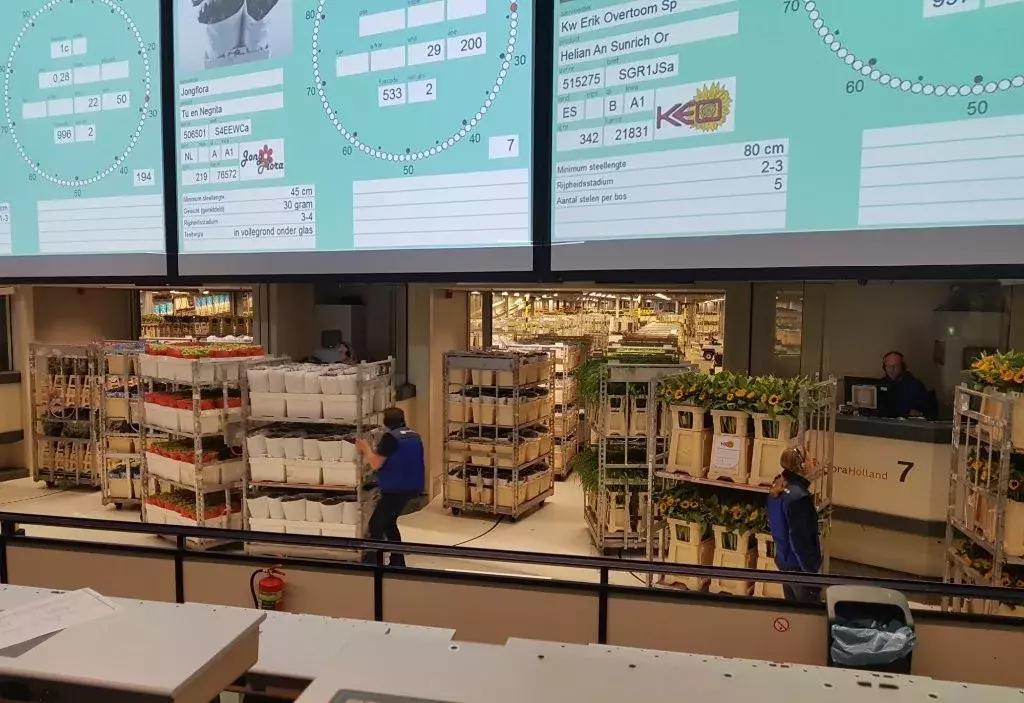 世界顶级鲜花市场,全国最大鲜花交易市场