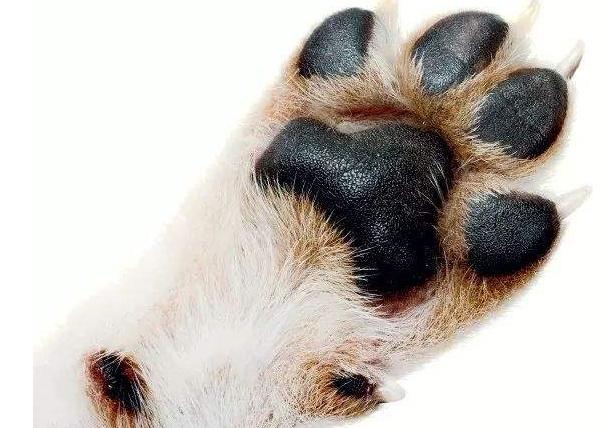 狗狗出现哪6种现象就得了狂犬,夏天狗狗为什么要降温