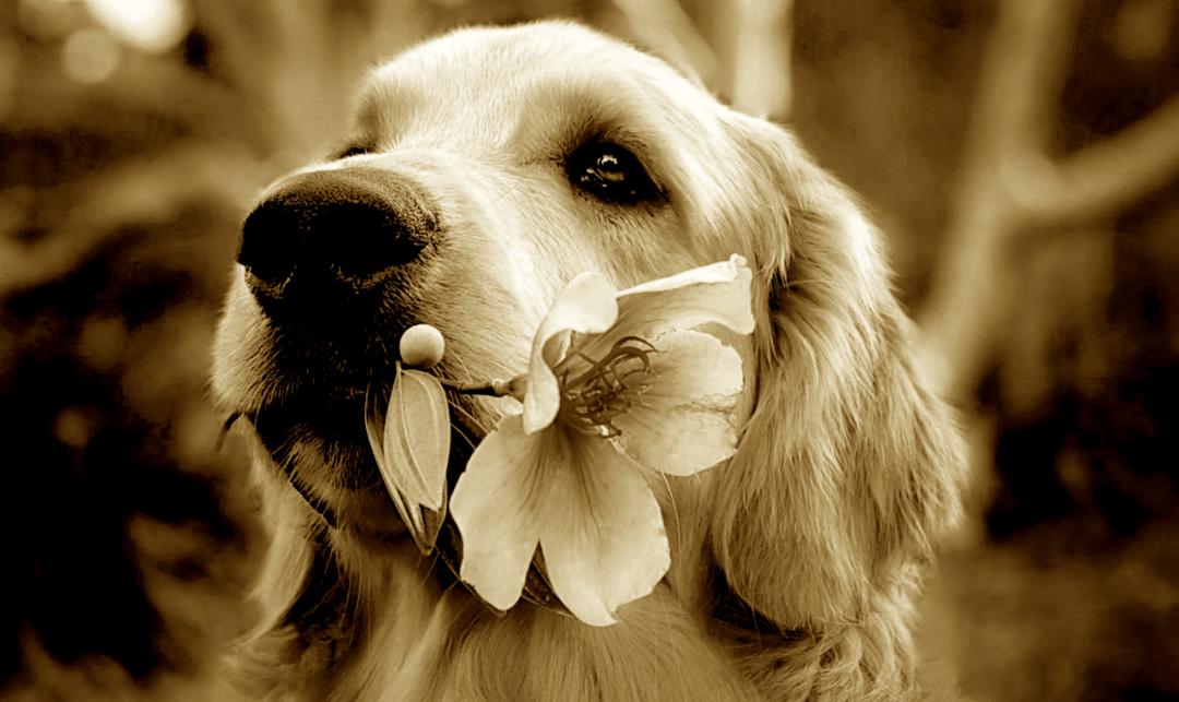 神秘的宠物殡葬暴利却少为人知,神秘的宠物殡葬