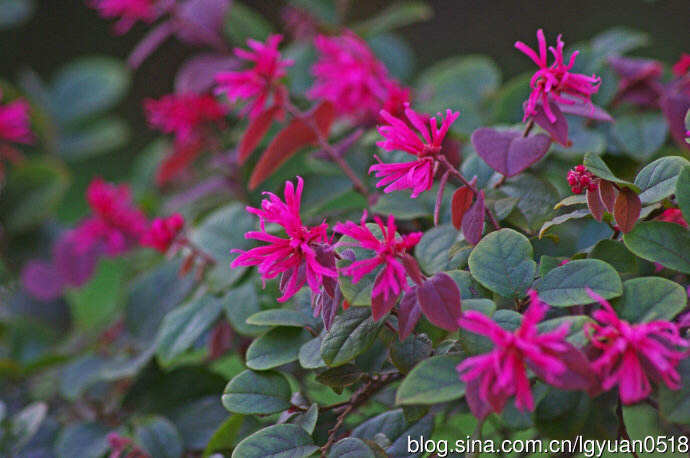 中药材通花根,中药材铁树花功效