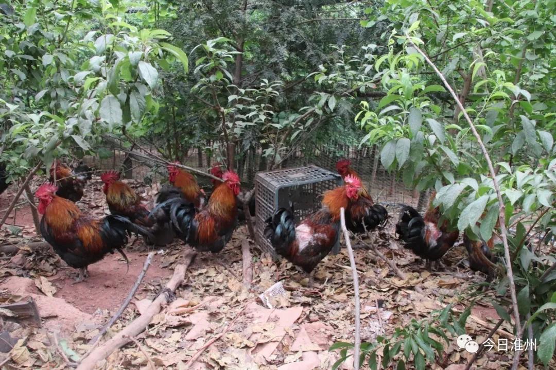 淮口好玩,金堂淮口枇杷