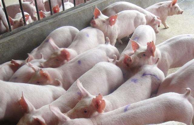 猪腿瘸用什么药效果好,猪腿瘸了怎么吃药治疗