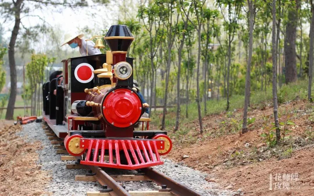 南京溧水千亩玫瑰,南京玫瑰园千亩花海迎来盛花期