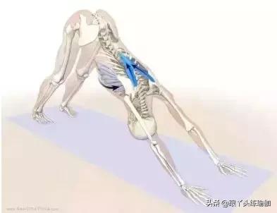 下犬式怎么做才正确,每天下犬式有什么好处