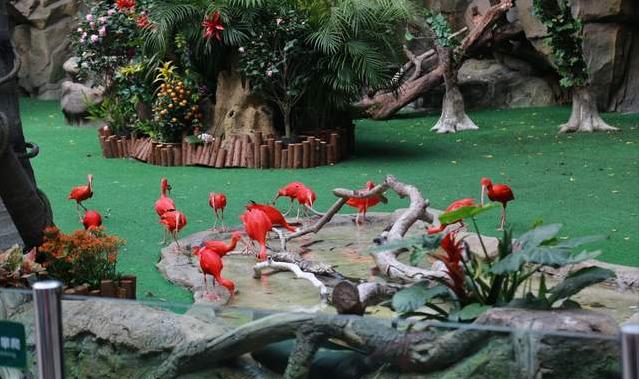 广州长隆四天三晚旅游推荐,4天去广州长隆和珠海看海怎么玩