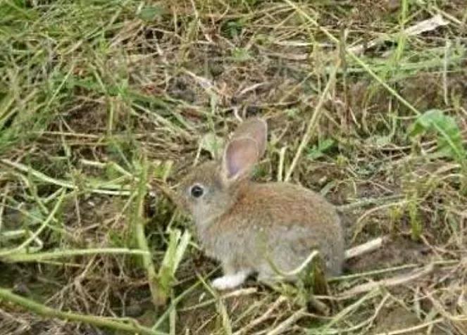 野兔喜欢吃桃树怎么办,野兔总是吃麦苗怎么办