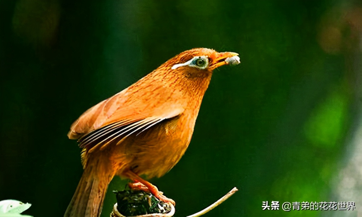 笼养蛋鸡疾病防治,鸟肠胃炎怎么治疗好得快