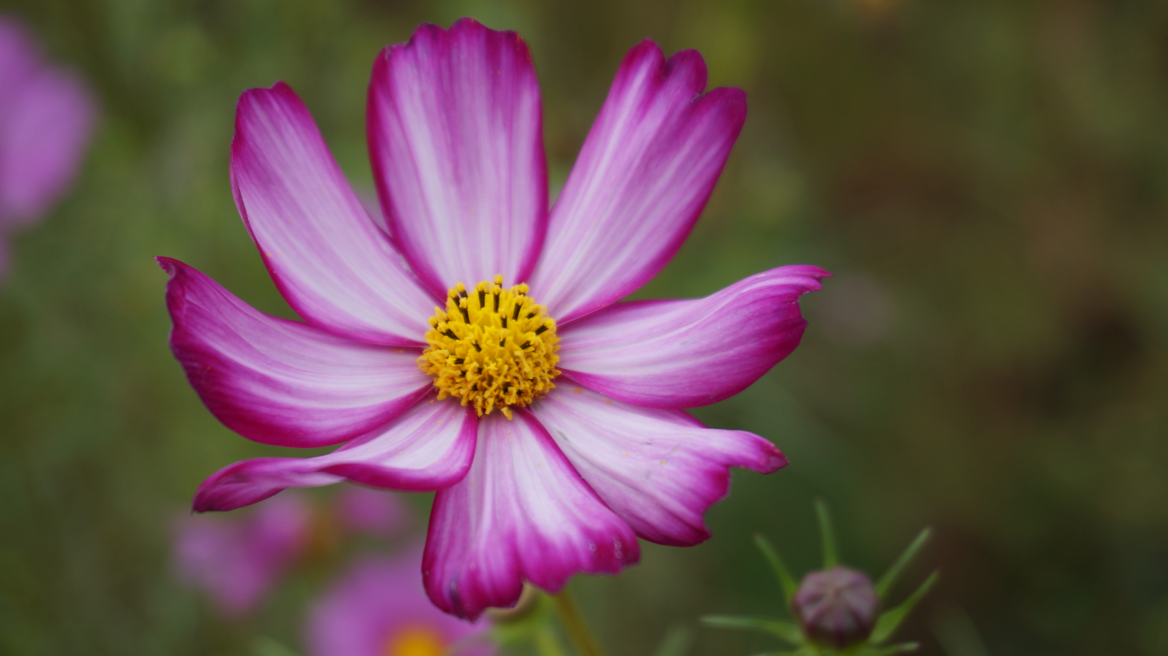照片快速闪过教程,照片快速后期加日期水印