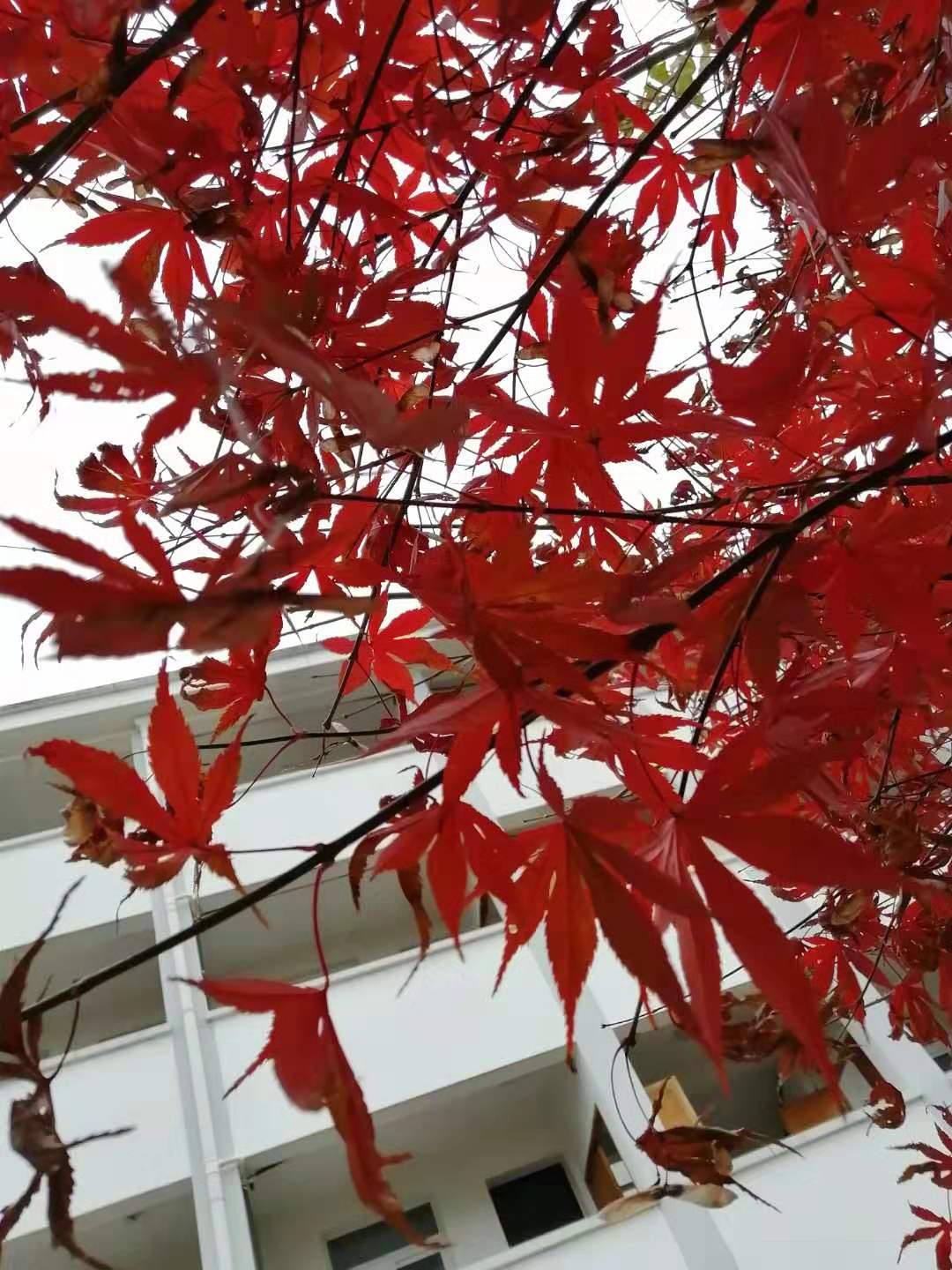 秋风依旧张福根,秋风依旧伴晚霞