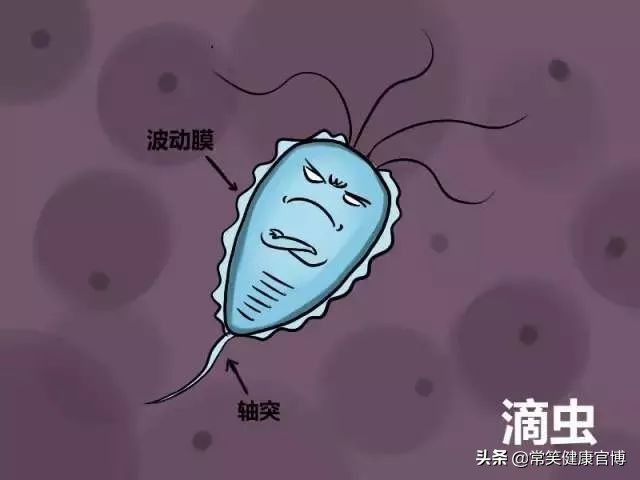 带你花样科普,女性那些驻扎在不可描述地方的菌(军)们