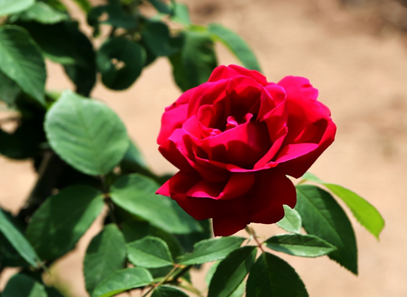 最好看的玫瑰产于哪国,哪国玫瑰最出名