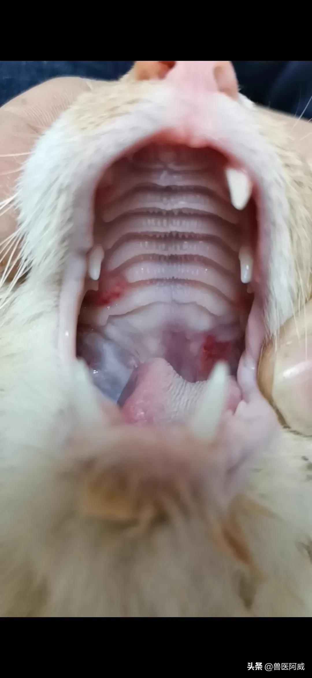 猫瘟和疱疹病毒交叉感染,猫瘟感染幼猫