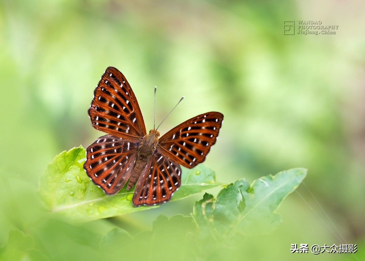 他7年专注拍蝴蝶,获“蝶痴”、“蝶仙”雅号