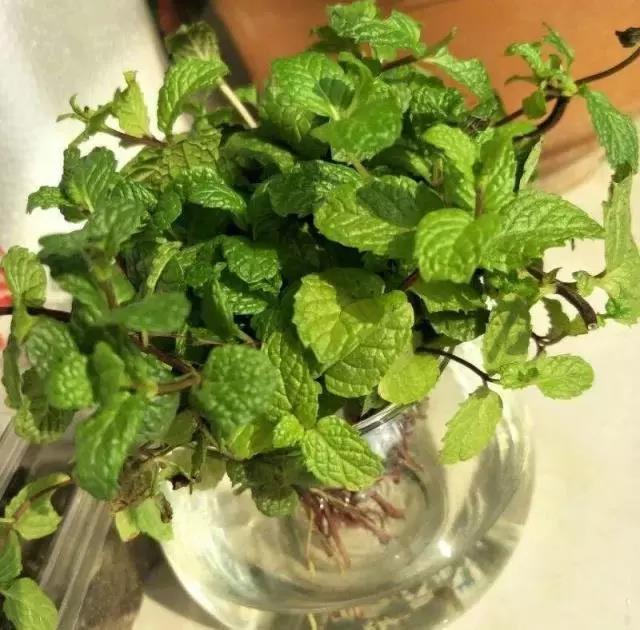 花香的盆栽植物大全,室内适合养哪些有香味的花草植物