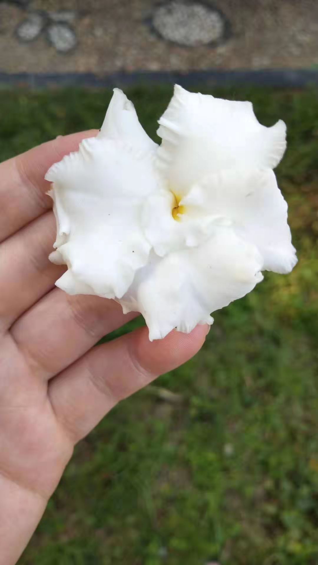 绿山墙的安妮解析,绿山墙的安妮全文解析