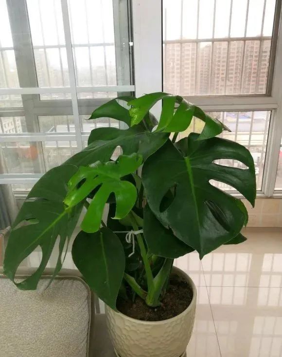 龟背竹叶子尖发黄是什么原因,龟背竹叶子发软发黄怎么办