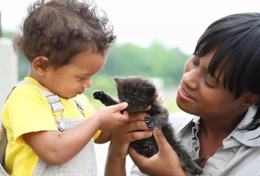 猫交配和繁殖指南