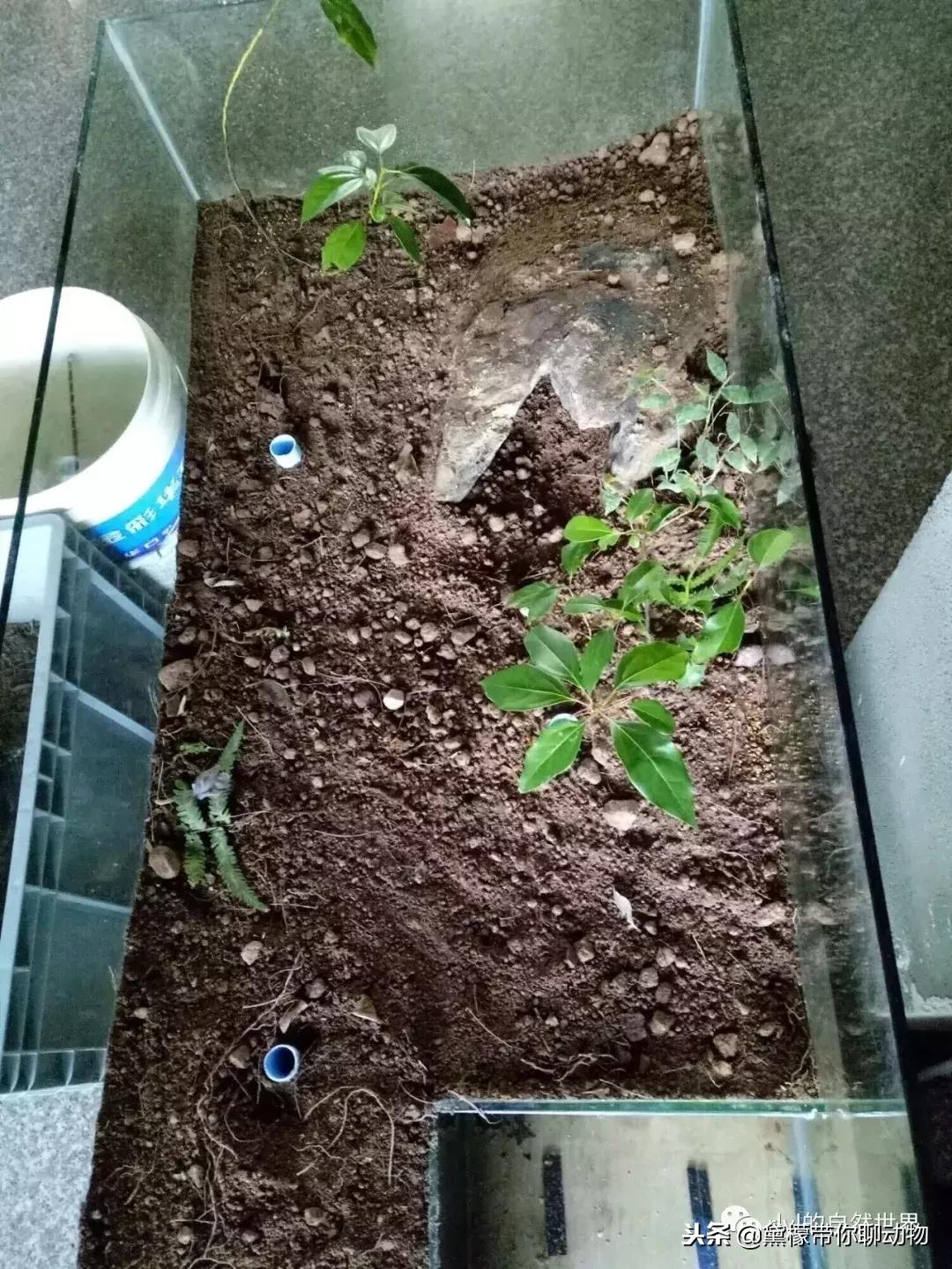 丛林造景黄缘龟池设计图大全,龟宝宝黄缘龟生态缸造景教程