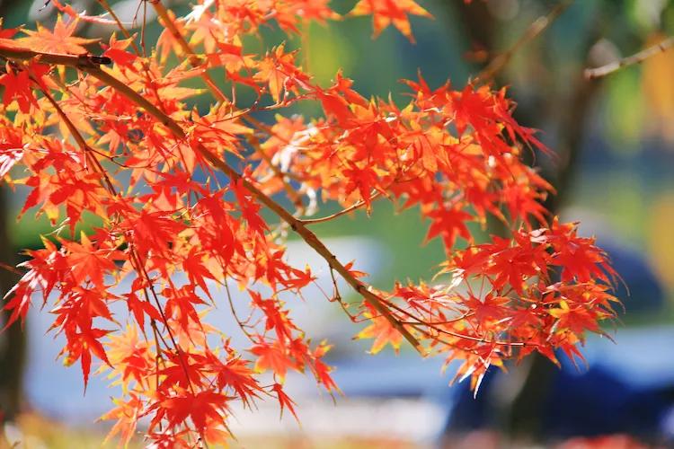 单反快速入门索尼,单反自动挡是哪个