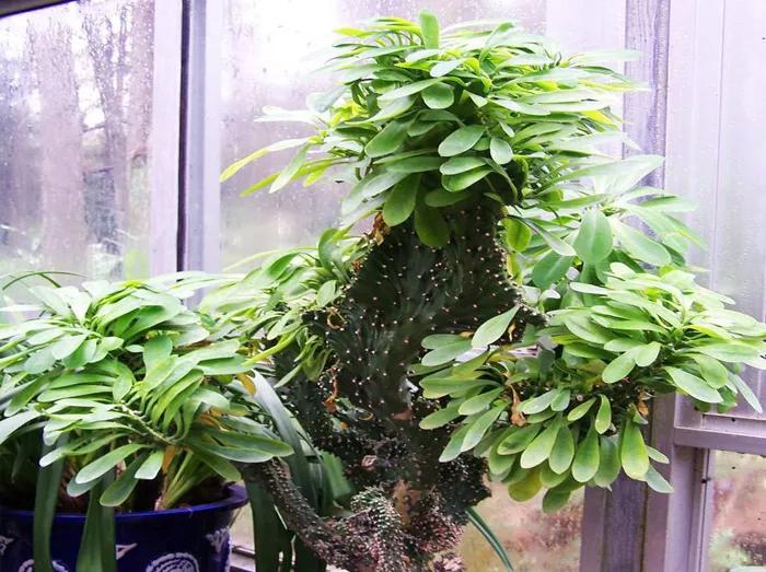 木叶如何养殖,木叶仙种植