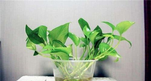 水培绿萝水里放什么不烂根,绿萝水培可以为什么土太湿会烂叶