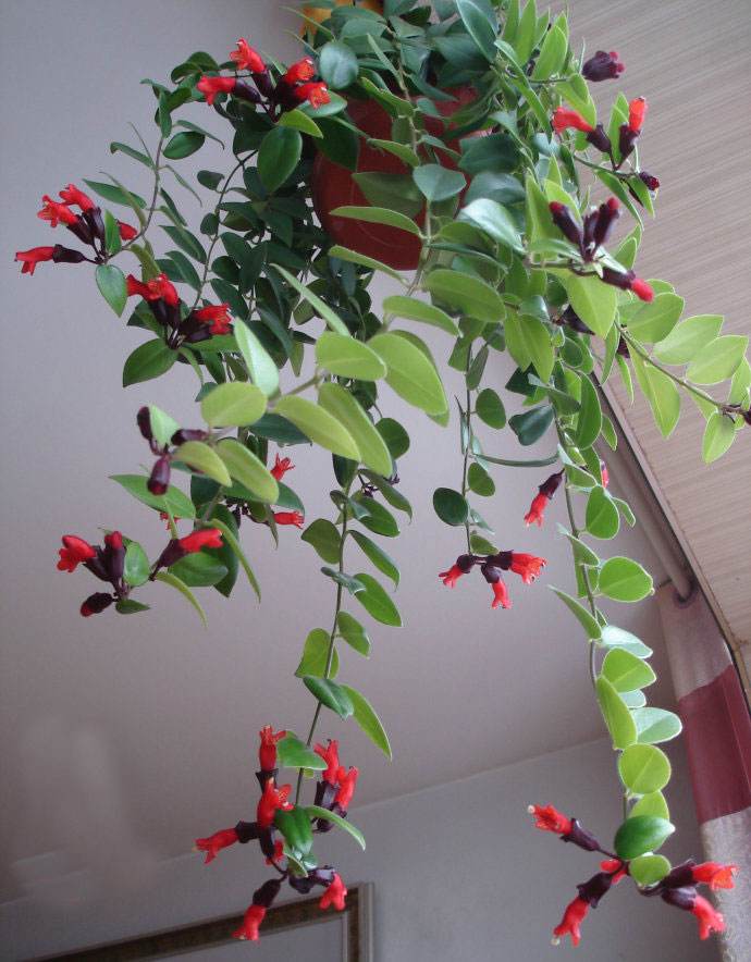 花卉吊兰100种,吊兰绿植盆栽第一名