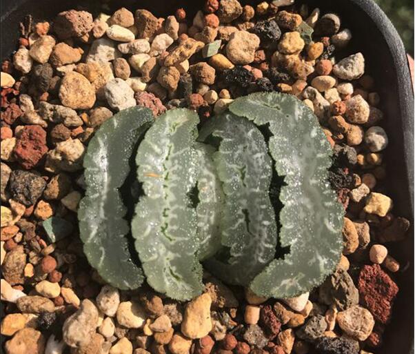 玉扇怎么判断品相,什么玉扇品种最好