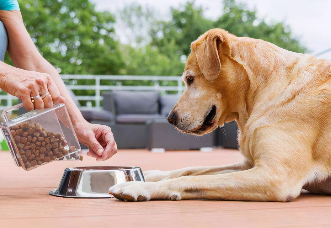什么狗粮美毛效果好,狗粮中什么配方起到美毛作用