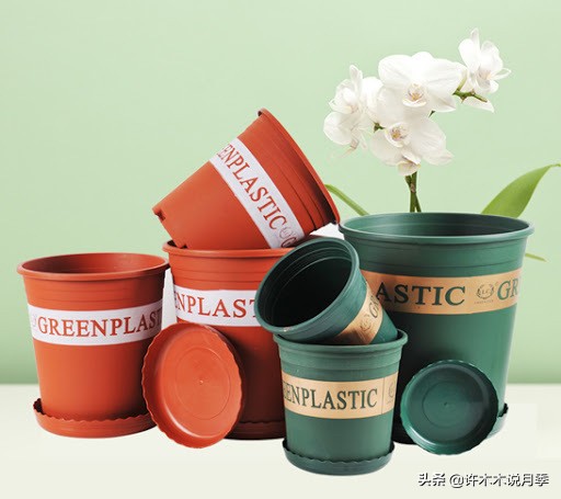 买到牙签苗怎么办,月季牙签苗能买吗