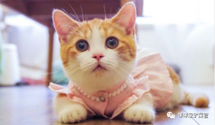 猫咪尿结石会导致猫咪站不起来吗,猫咪如果有尿结石怎么治疗