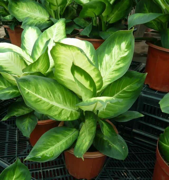 毒花致面部烧伤,女学生被毒花感染