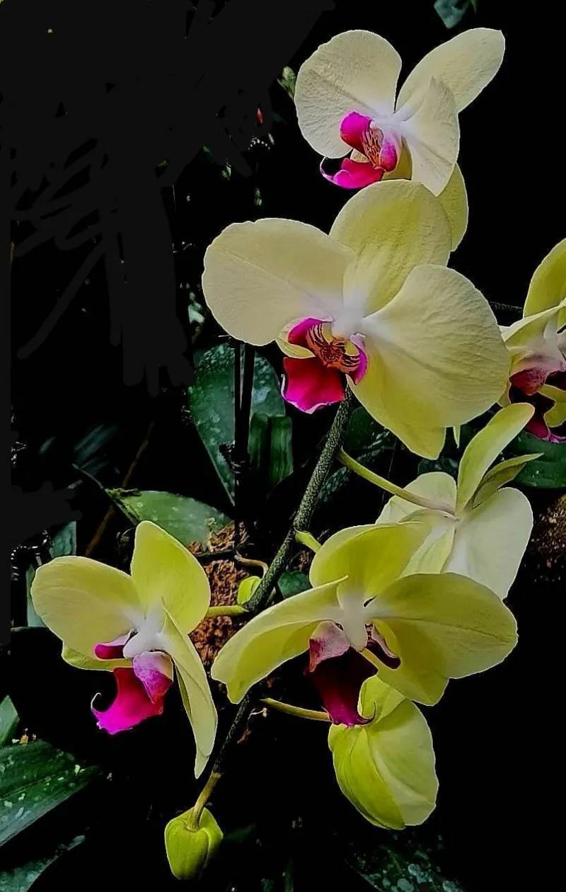 兰花高洁的古诗,高洁典雅的兰花壁纸