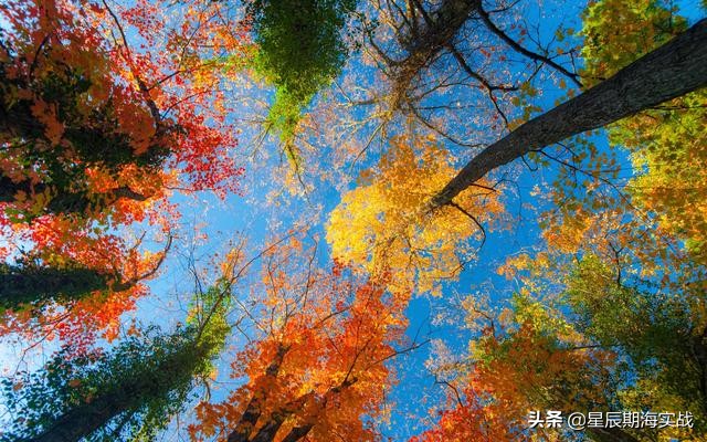 期货黄金分割短线最佳操作方法,期货高手的交易思路独白