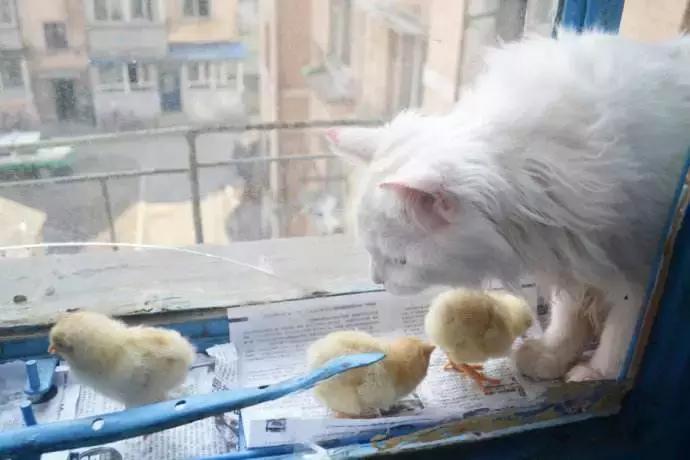 猫咪照顾小鸡,猫咪照顾主人尽职尽心