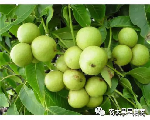 种植新品种果树苗一手货源,各种新品种果树苗木一手货源