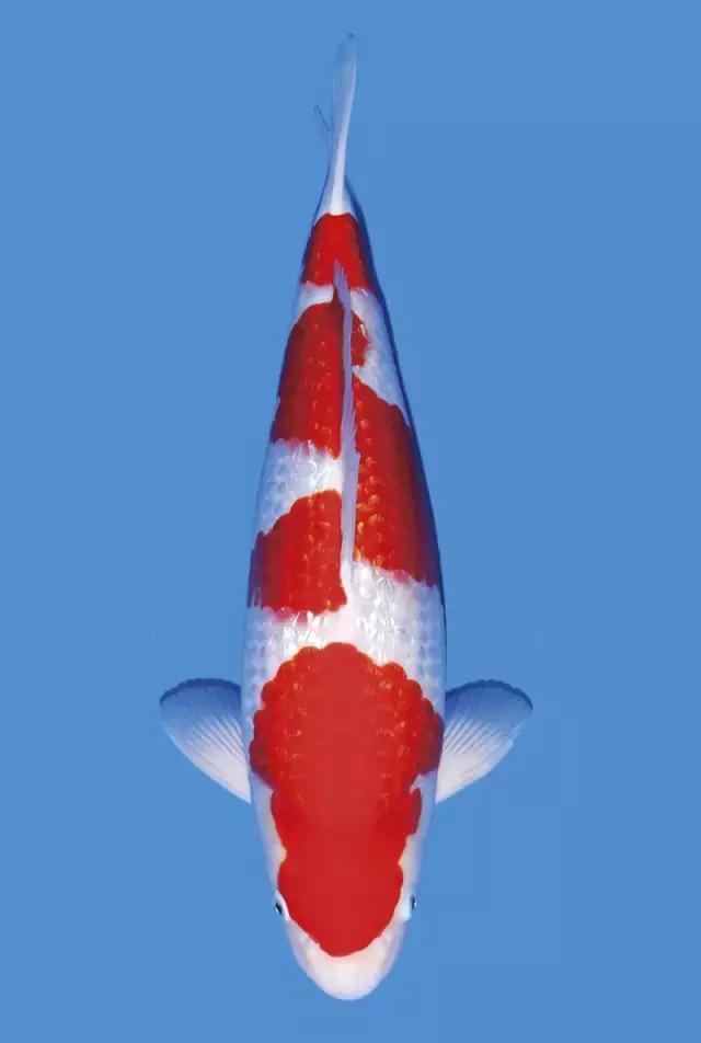 如何正确的治疗肠炎,肠炎的预防护理性知识有什么