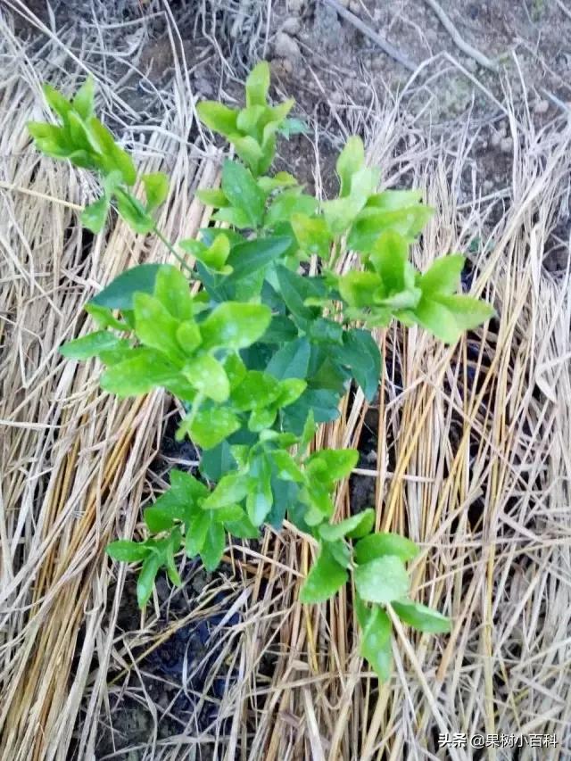 作物的根系好不好，直接决定作物的产量，柑橘尤其如此