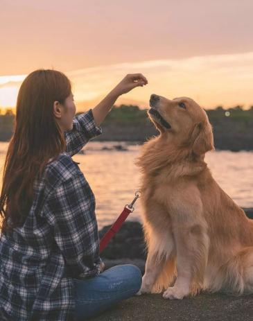 为什么要提倡领养代替买卖,为什么要提倡领养代替购买