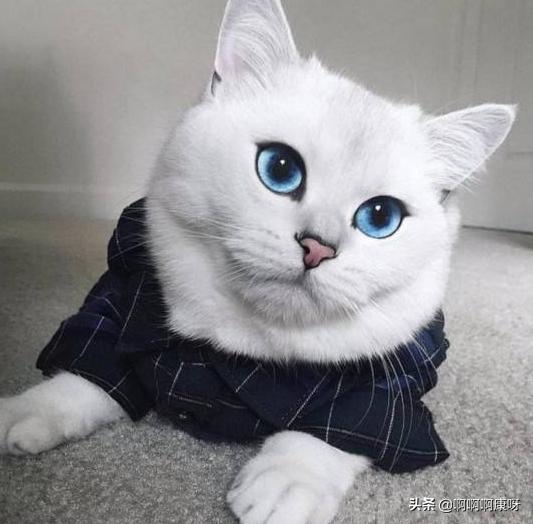 猫咪也爱美搞笑,猫咪戴上美瞳之后气质大变