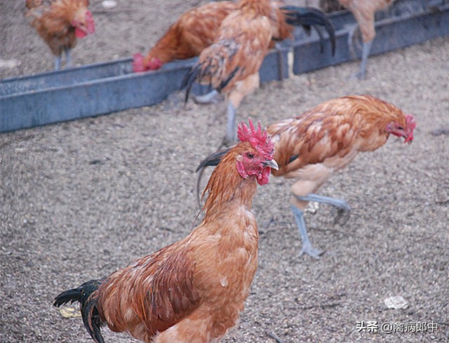 苍耳能养鸡吗,苍耳喂鸡的功效与作用