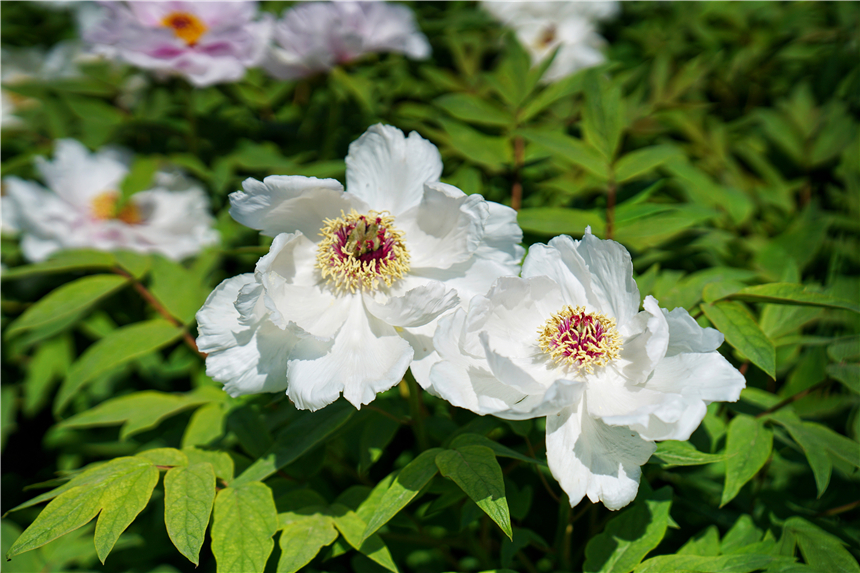 我和宿州有个约会，一场花事，一次慢旅行，探寻最烟火的宿州味道