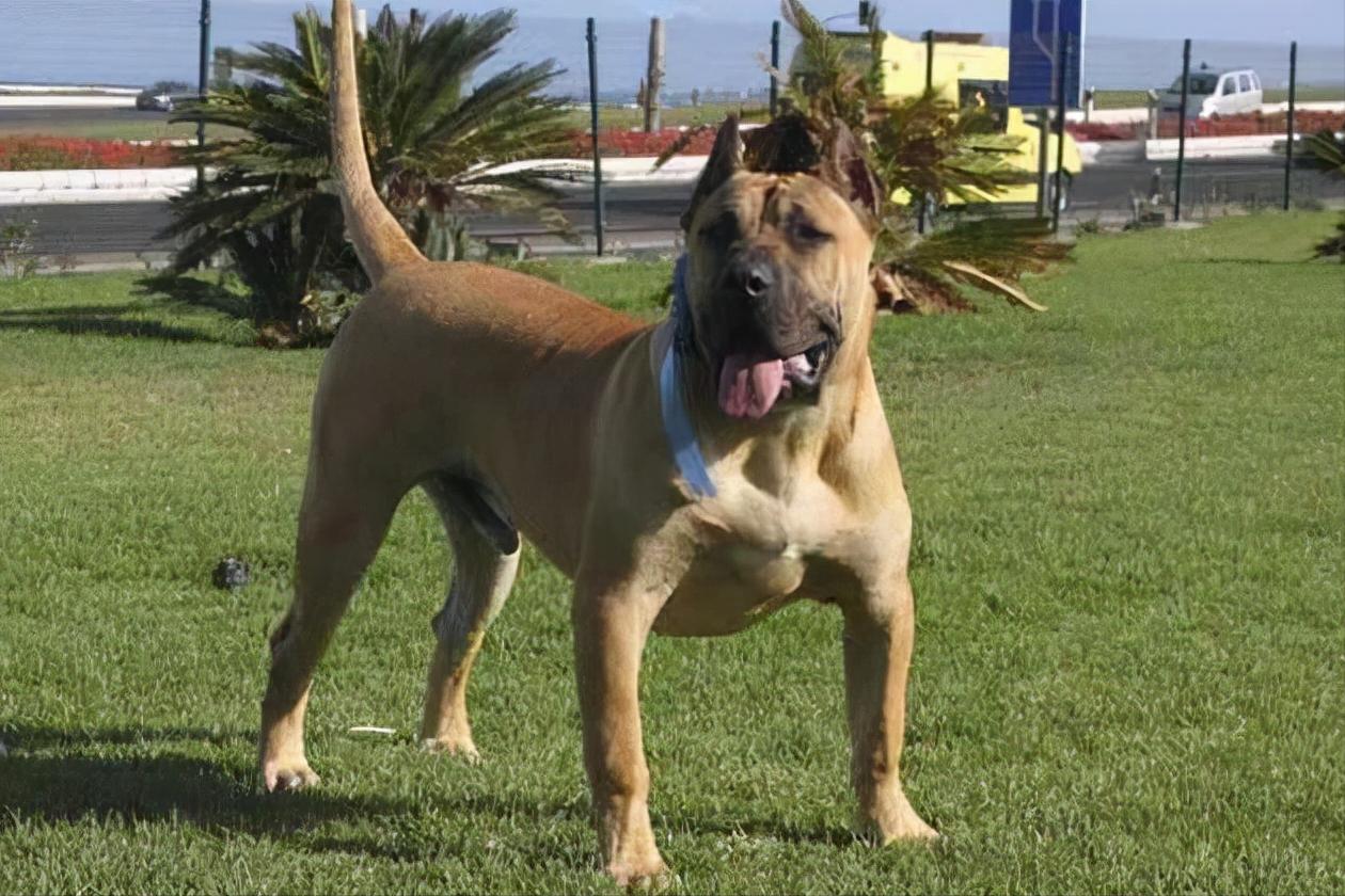 世界上被禁养的5种狗狗,十大恶犬加纳利犬