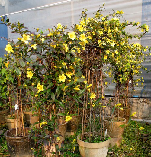 养茉莉怎么修剪,香水茉莉花的养殖方法和修剪方法